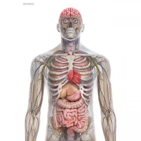 Range Solutions RS-Pegi18 Practice Target 50pcs